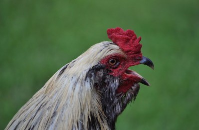 26519172024_1a10f1b422_b